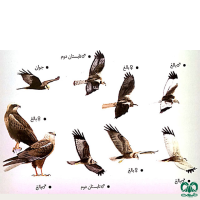 گونه سنقر تالابی Western Marsh Harrier